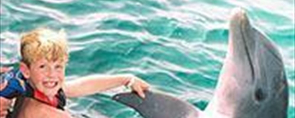 six flags swim with dolphins